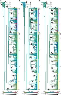 Quantitative Analysis of Morphometric Data of Pre-modern Birds: Phylogenetic Versus Ecological Signal